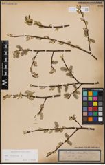 Foto von Salix caprea L.